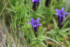 Gentiana septemfida