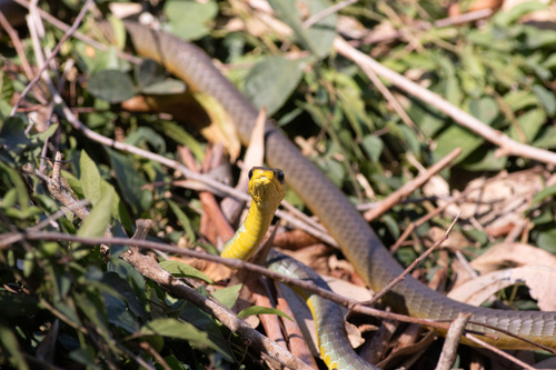 Common Tree Snake sighting