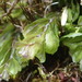 Hymenophyllum falklandicum - Photo (c) Jane Gosden, algunos derechos reservados (CC BY-NC-SA), subido por Jane Gosden