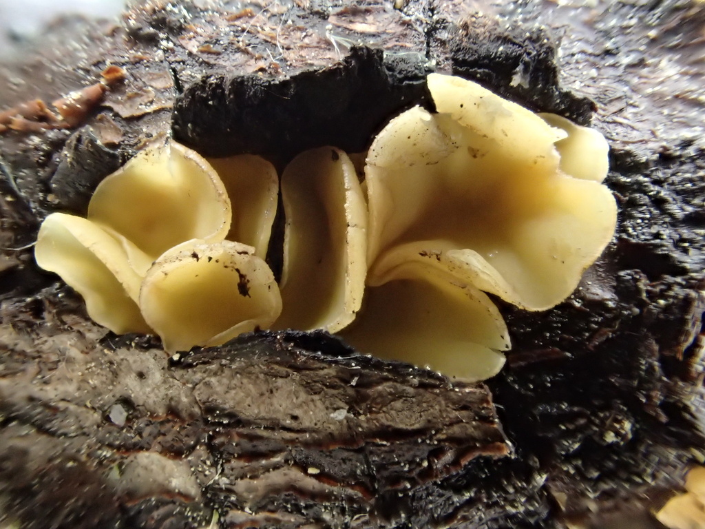Hymenoscyphus sp. 'CA02'