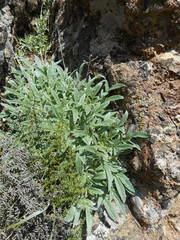 Phacelia imbricata