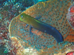 Bicolor Blenny photo 5