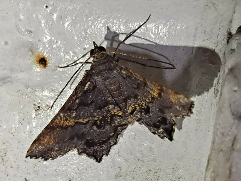 Chiasmia goramata