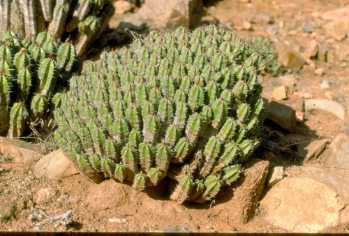 Euphorbia officinarum ssp. echinus