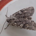 Bailey's Pinion Moth - Photo (c) Eric Knopf, some rights reserved (CC BY-NC), uploaded by Eric Knopf