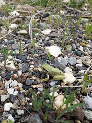 Hyla sarda