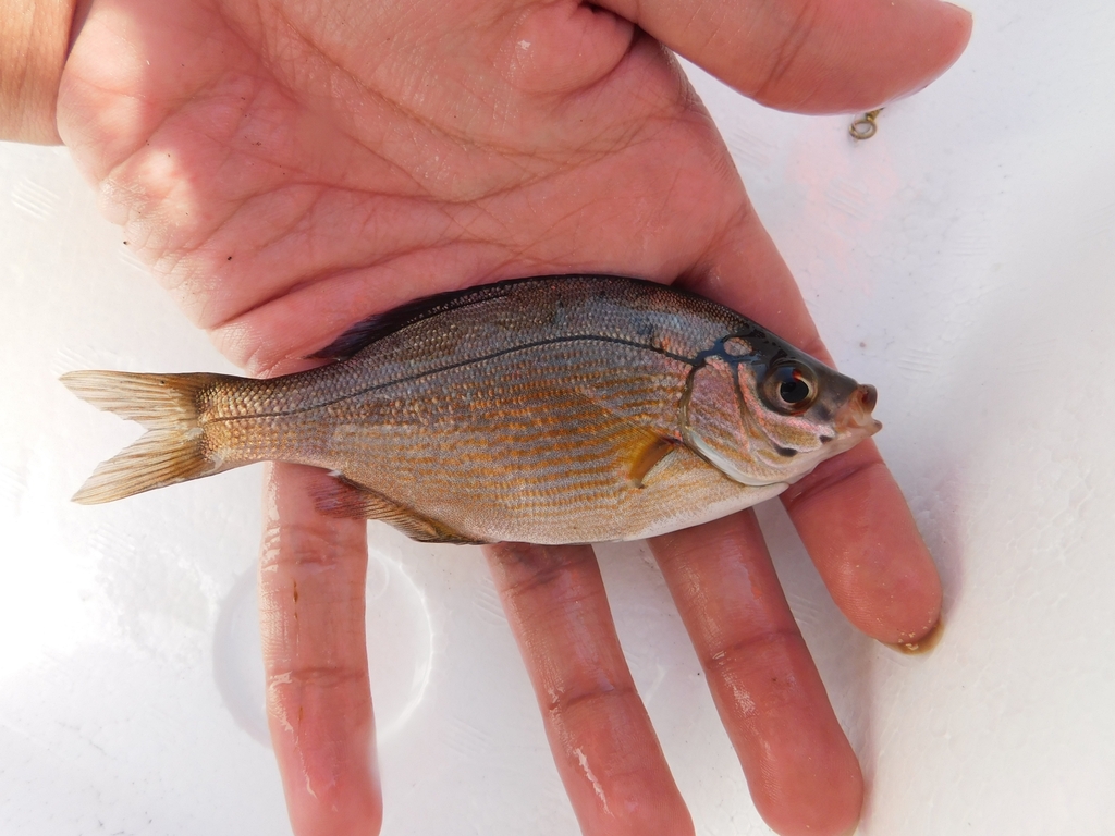 Sea chub (Ditrema temminckii) — Embiotocidae