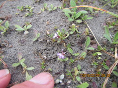 Lobelia anceps