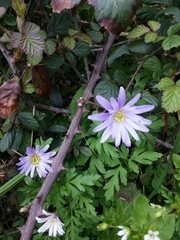 Anemonoides apennina