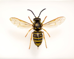 Vespula acadica