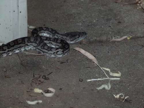 Inland Carpet Python sighting
