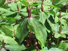 Trillium gracile