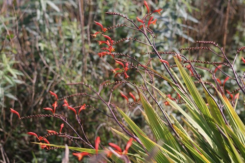 Slender Zigzag Montbretia (Crocosmia paniculata)