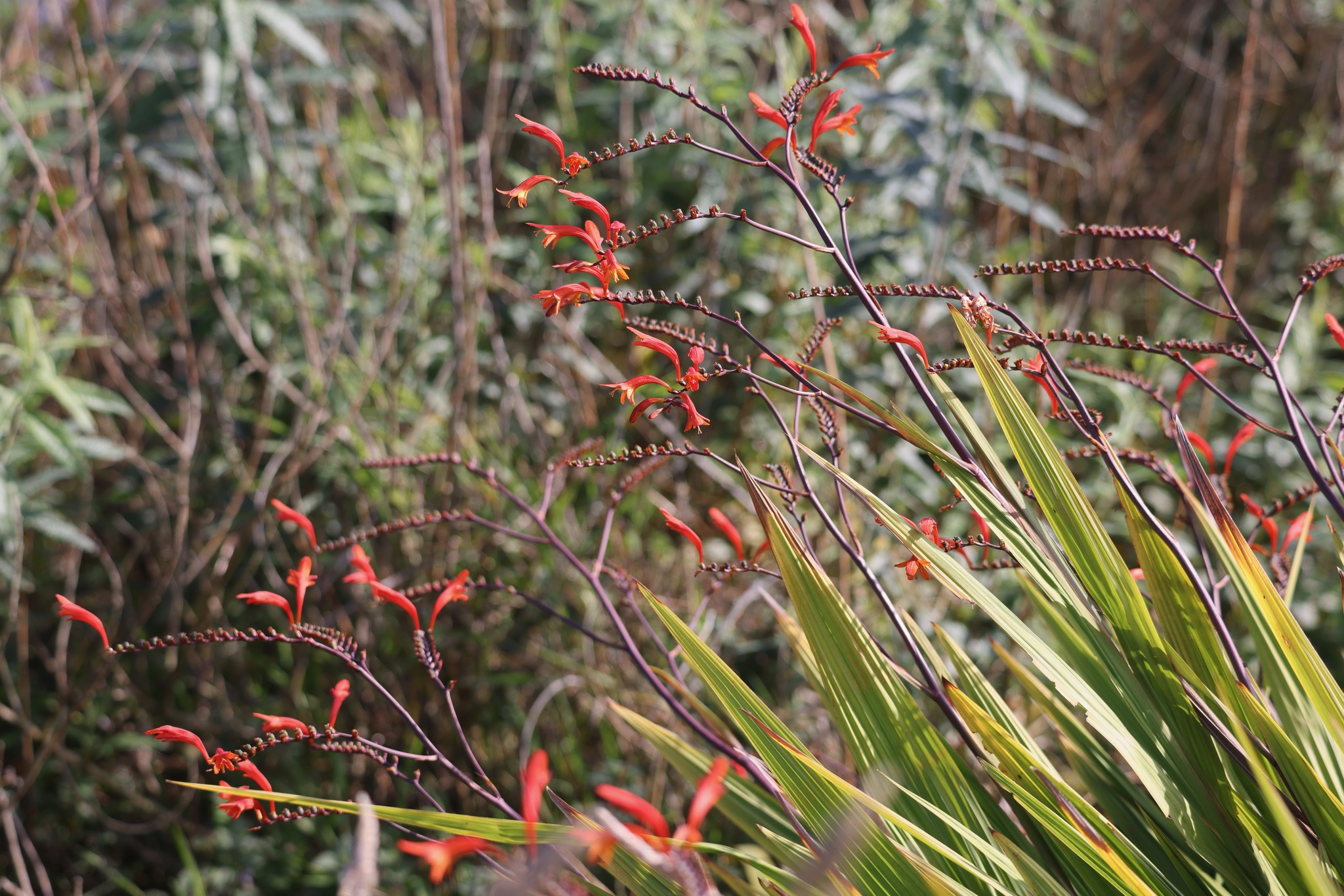Slender Zigzag Montbretia (Crocosmia paniculata)