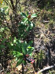 Monnina phillyreoides