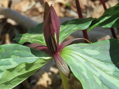 Trillium gracile