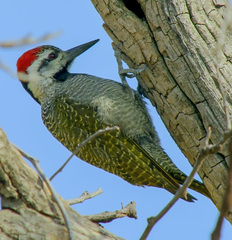 Chloropicus namaquus