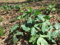 Trillium gracile
