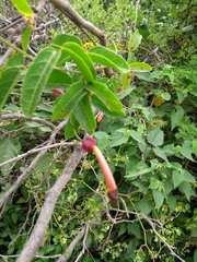 Dolichandra cynanchoides