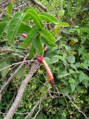 Dolichandra cynanchoides