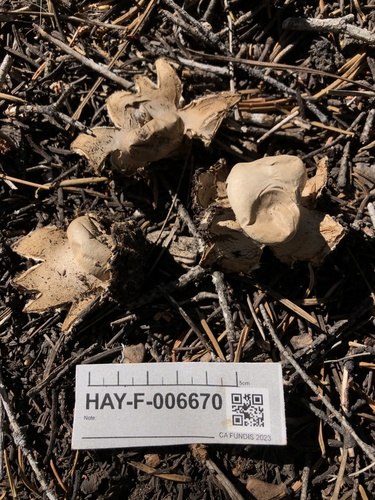 Geastrum