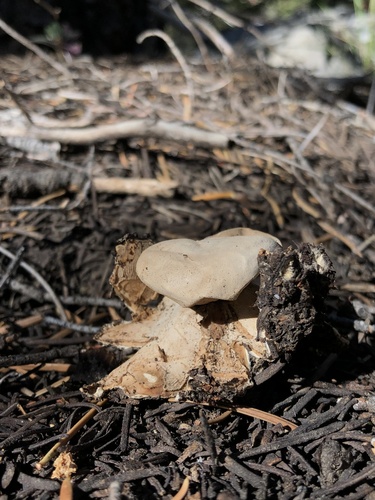 Geastrum (Photo 2 of 2)