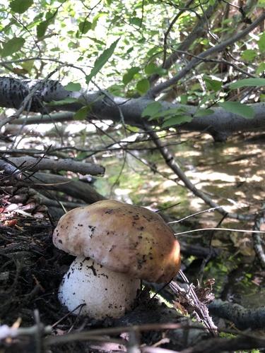 Boletus edulis