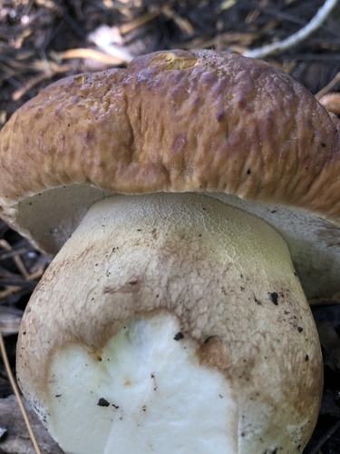 Boletus edulis (Photo 2 of 4)