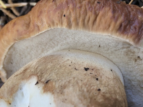 Boletus edulis (Photo 3 of 4)