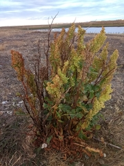 Rumex crispus