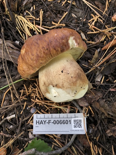 Boletus edulis (Photo 4 of 4)