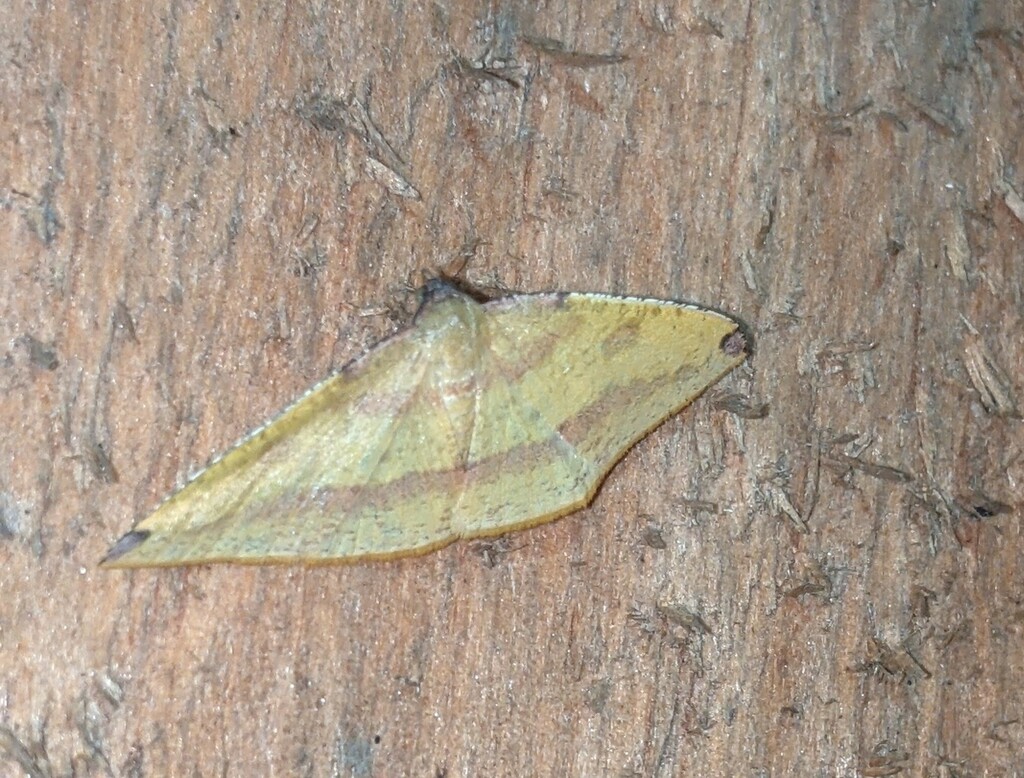 Heterolocha mariailgeae