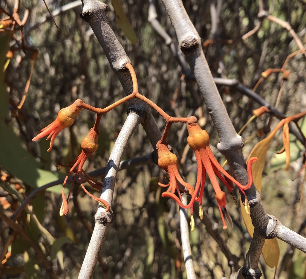 twin-fork mistletoe