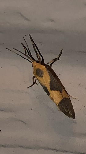 One-banded Lichen Moth photo 5