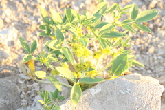 Oxystylis lutea