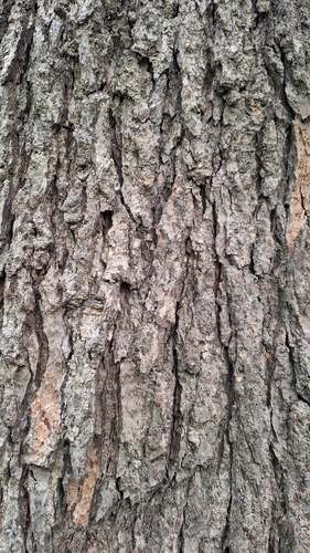 Needle fir (Abies holophylla)