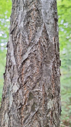 Sawa hornbeam (Carpinus cordata)