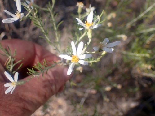 Olearia subspicata, 2023-09-07