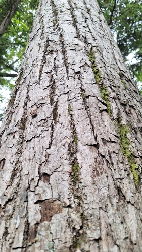 Amur Linden (Tilia amurensis)