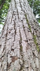 Amur Linden (Tilia amurensis)