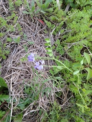 Vicia ludoviciana