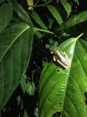 Pithecopus palliatus