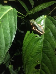 Pithecopus palliatus