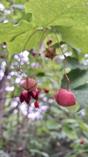 Euonymus sachalinensis