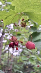 Euonymus sachalinensis