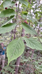 Euonymus sachalinensis, photograph Violetta Dzizyurova, CC BY, iNaturalist via GBIF
