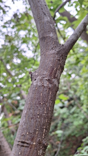 Euonymus sachalinensis, photograph 2