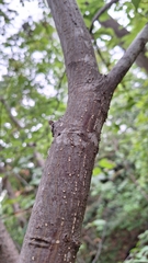 Euonymus sachalinensis, photograph Violetta Dzizyurova, CC BY, iNaturalist via GBIF