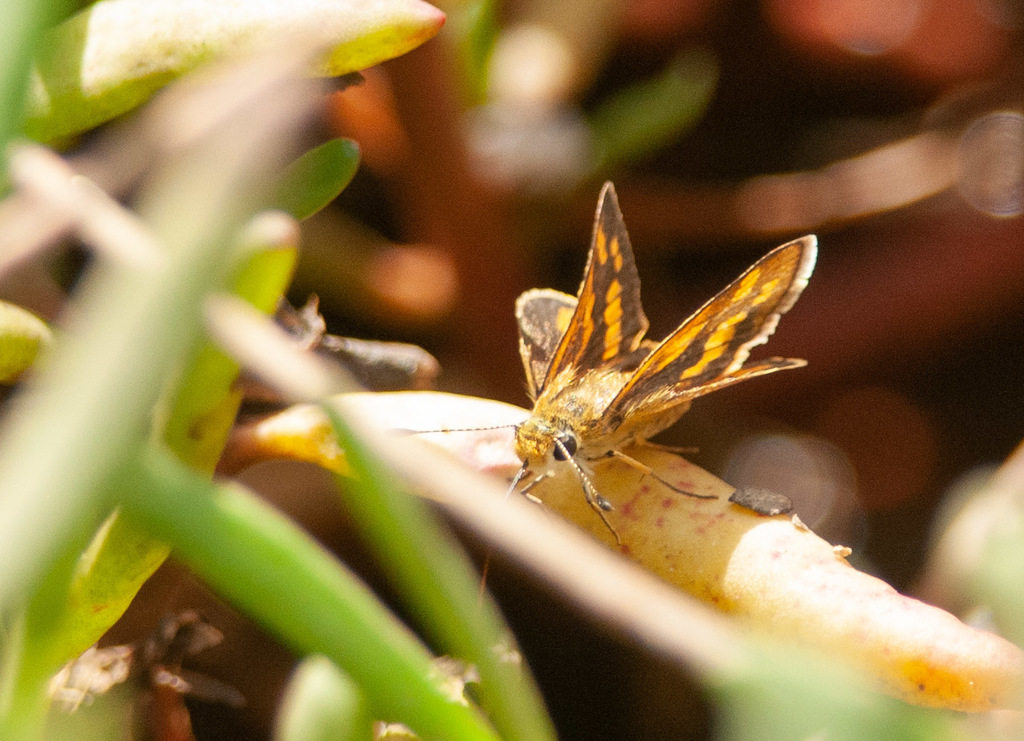 Ina Grass-dart