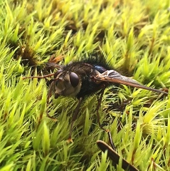 Epalpus